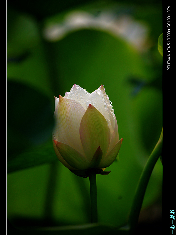 imgp0265.jpg