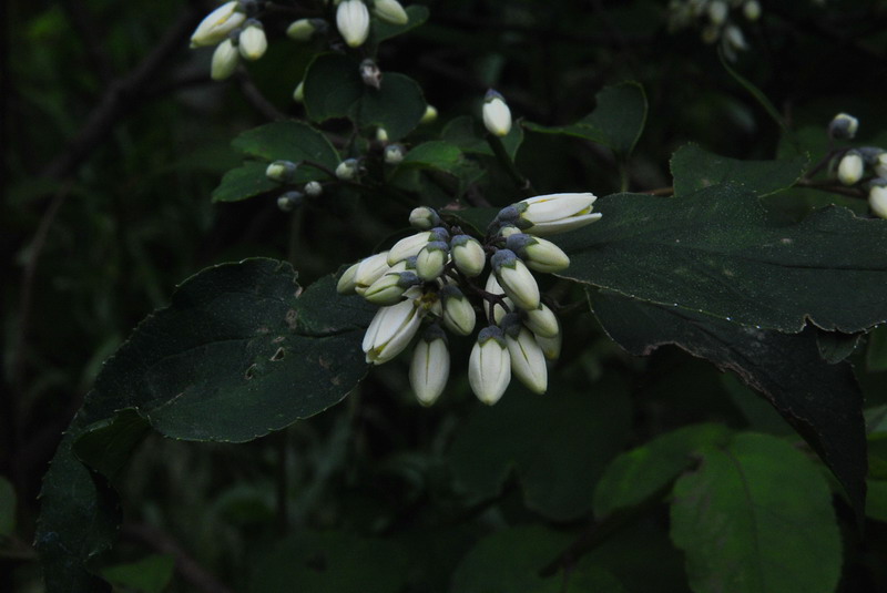 dsc_0063_С.jpg