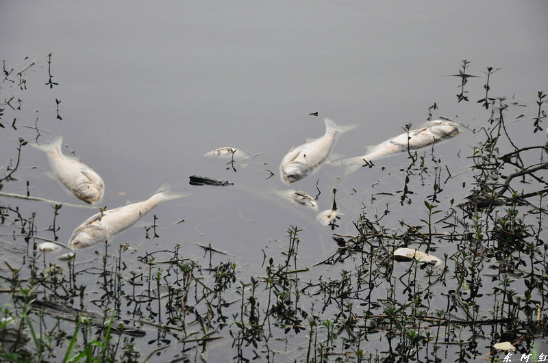 dsc_0177.jpg