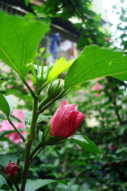 dsc00669.jpg