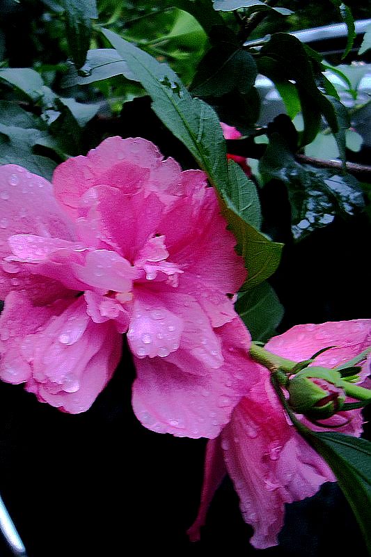 dsc00676.jpg