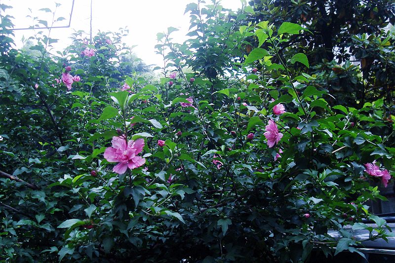 dsc00688.jpg