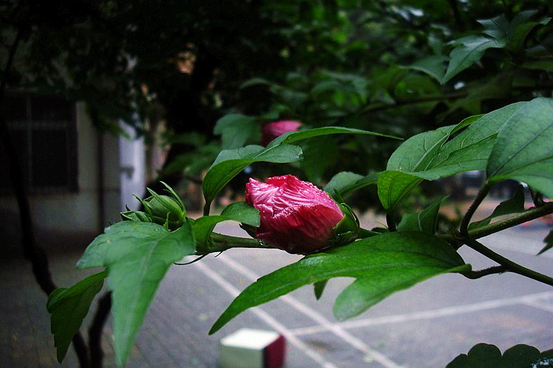 dsc00692.jpg