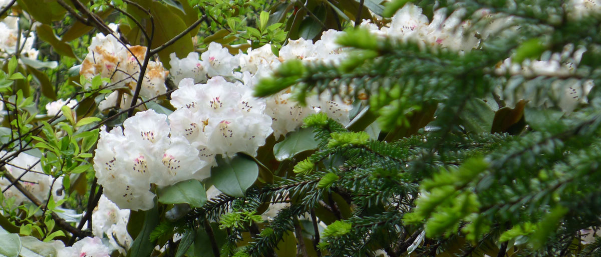 p1000560-1.jpg