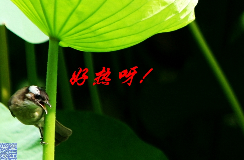 img_0682-好热呀.jpg