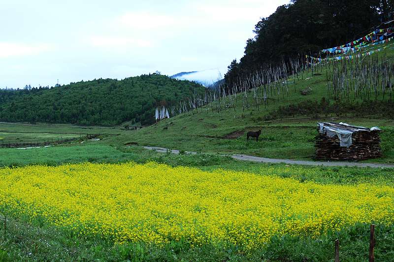 p1210720.jpg