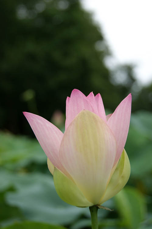 dsc02810.jpg