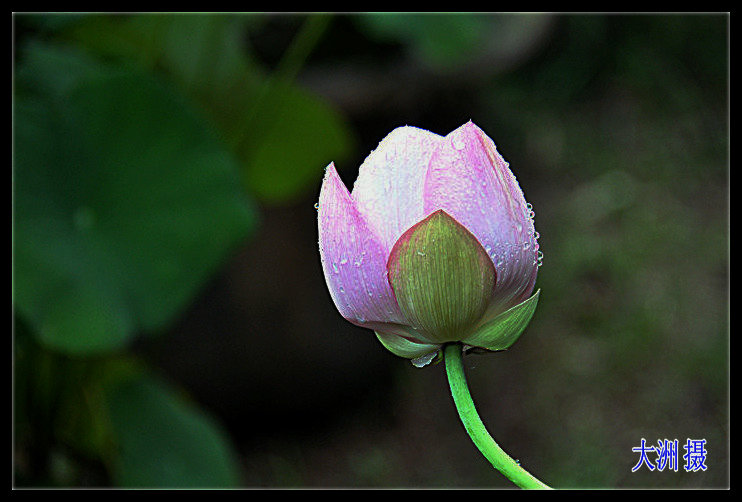 dsc_0011_.jpg