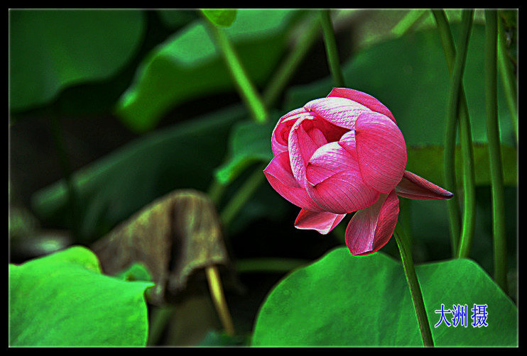 dsc_0072_.jpg