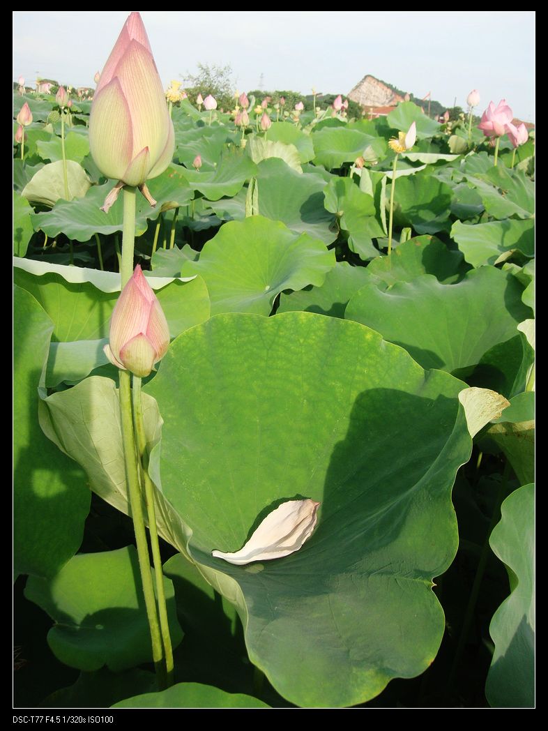 neo_img_dsc06687.jpg
