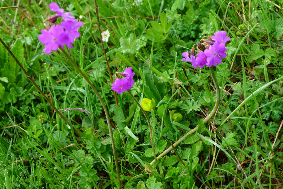 p1000624-1.jpg