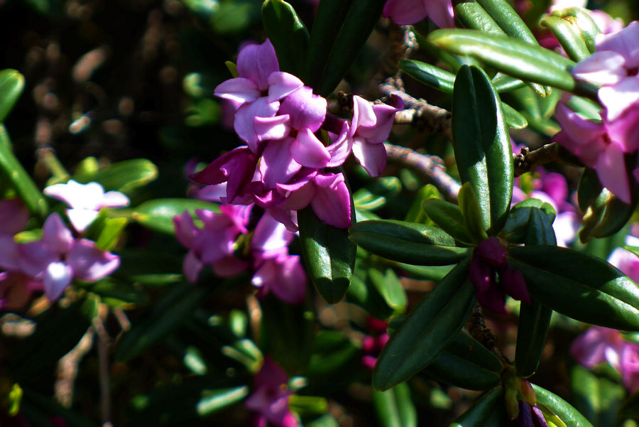 p1000704-1.jpg