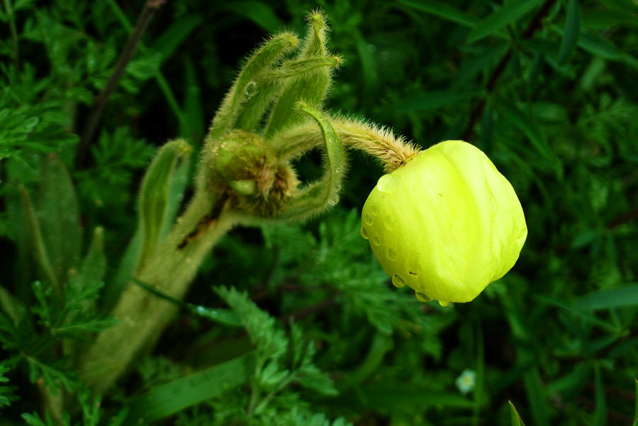 p1000732-1.jpg