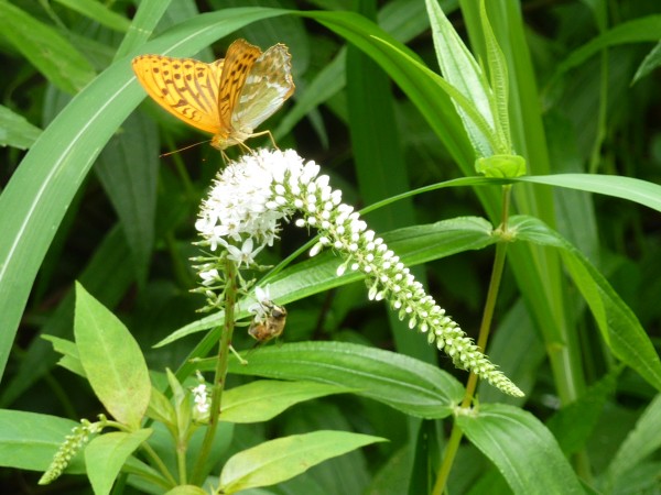 p1070383_conew1.jpg