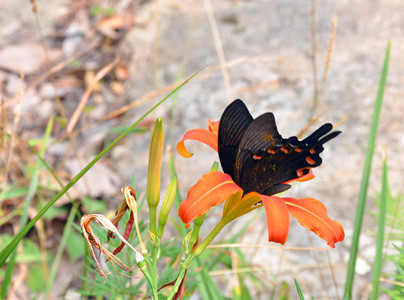dsc_0331_.jpg