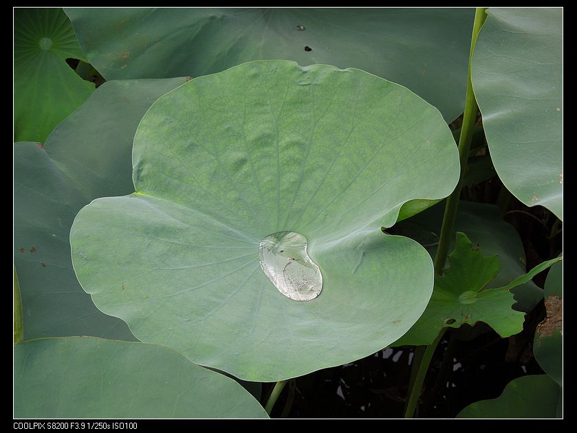 dscn1194.jpg