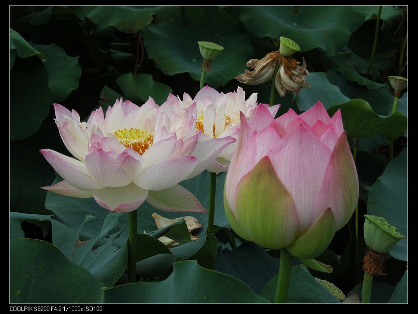 dscn1242.jpg