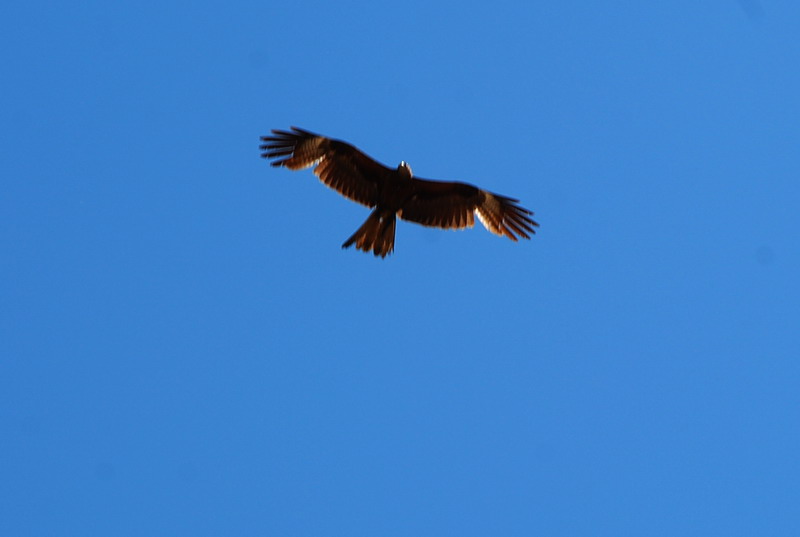 dsc_7441.jpg