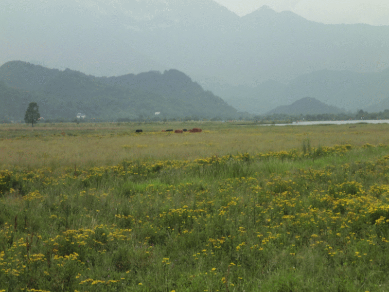 dsc00264.gif