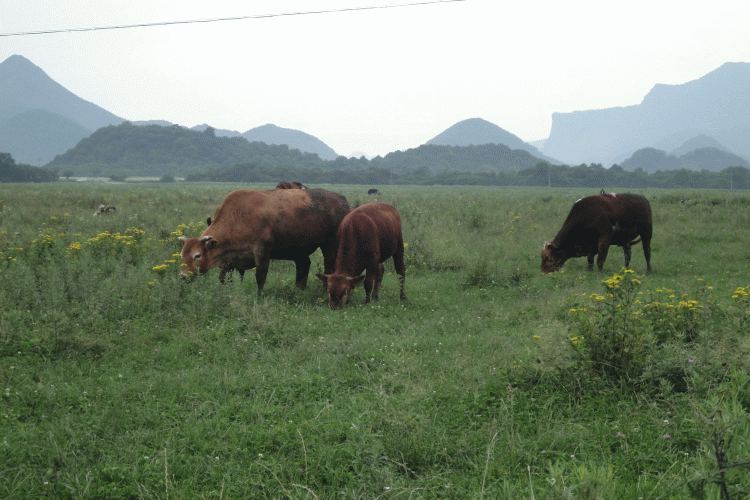 dsc00342.gif