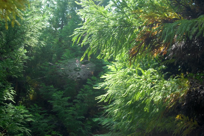 dsc_0694.jpg
