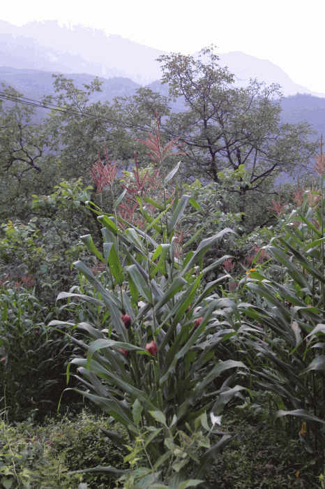 dsc00115.gif