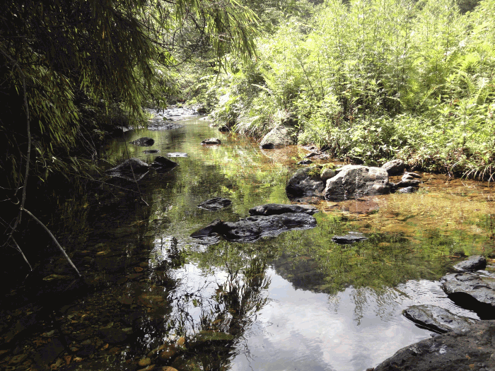 dsc00137.gif