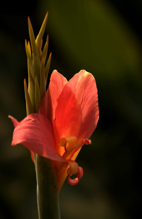img_8403_conew1.jpg