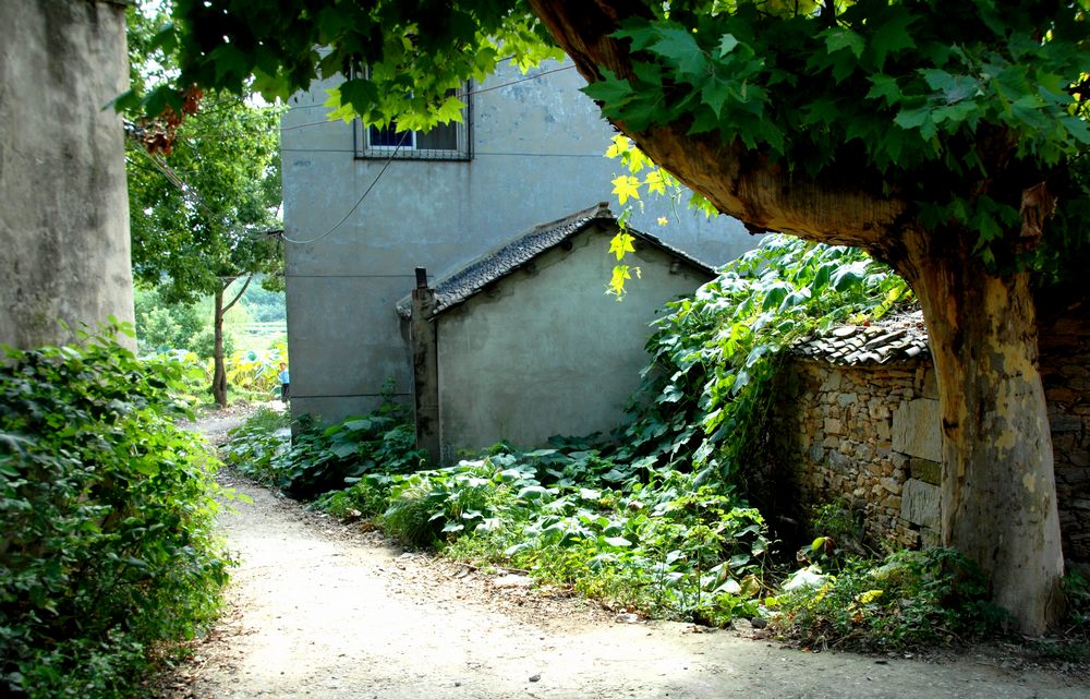 dsc_0384.jpg