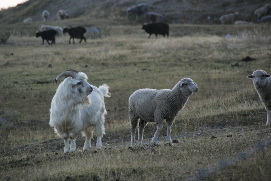 _dsc0063.jpg