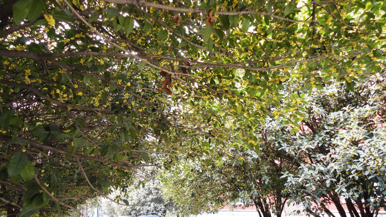 neo_img_dsc09287.jpg