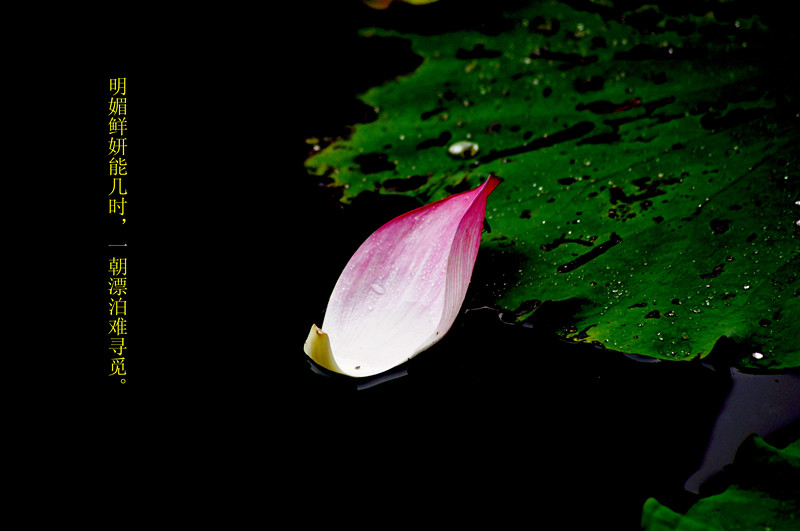 dsc06080__.jpg