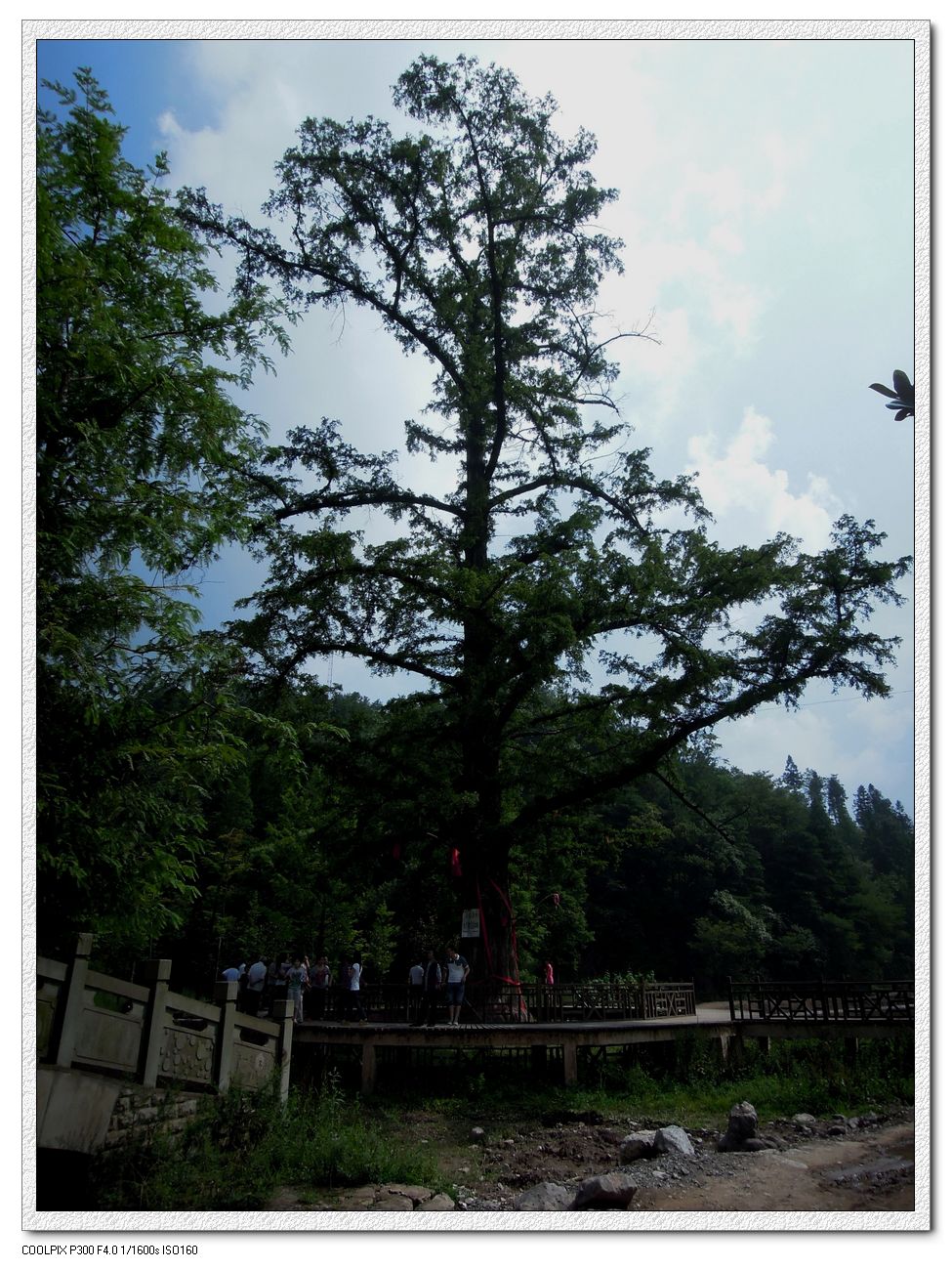 neo_img_2012.08.09 恩施之旅_ -水杉植物园 (4).jpg