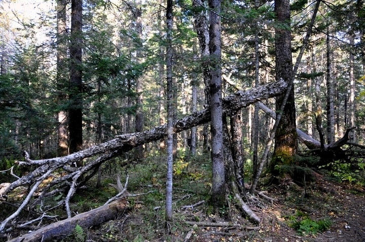 ɶ-2013.jpg