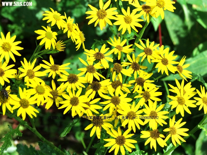 DSCF1090.JPG