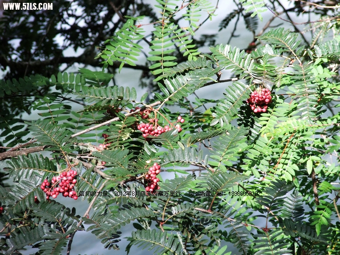 DSCF1092.JPG