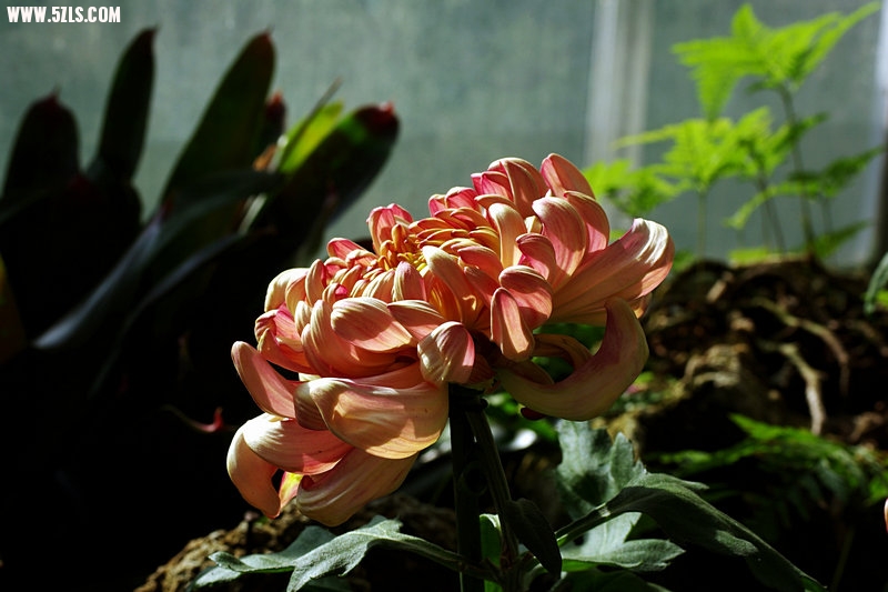 IMGP4532.jpg