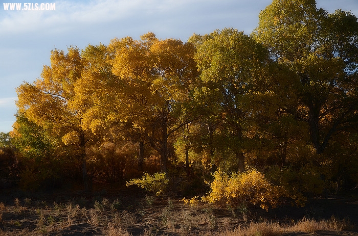DSC_0703.JPG