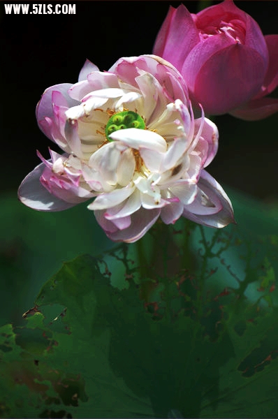 DSC_3645.jpg