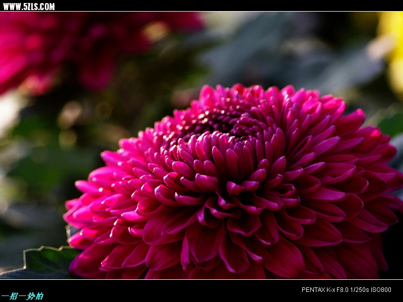 IMGP7834.jpg