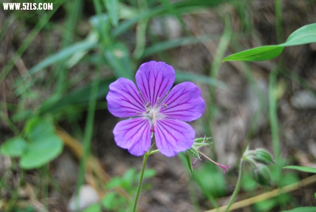 DSC_4706.JPG