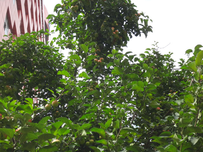 DSC00082.JPG