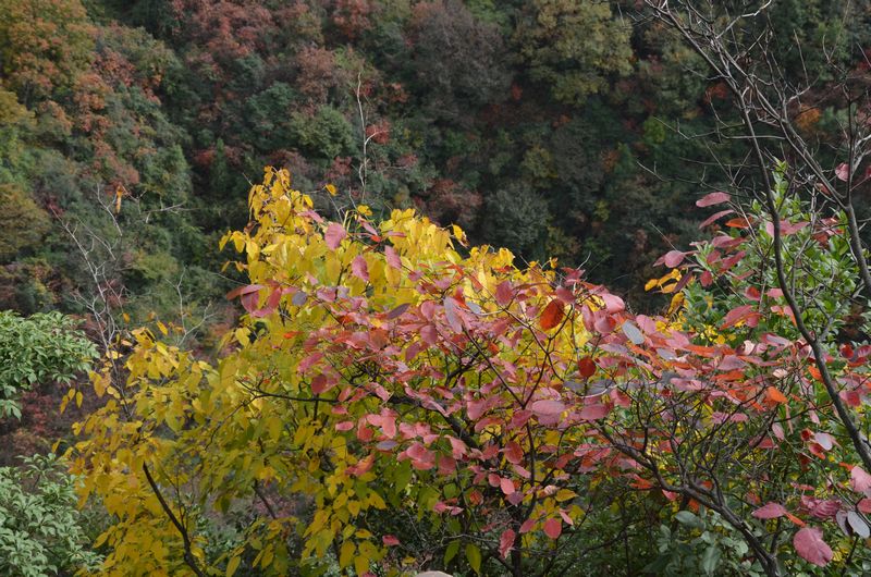 DSC_0283a.jpg