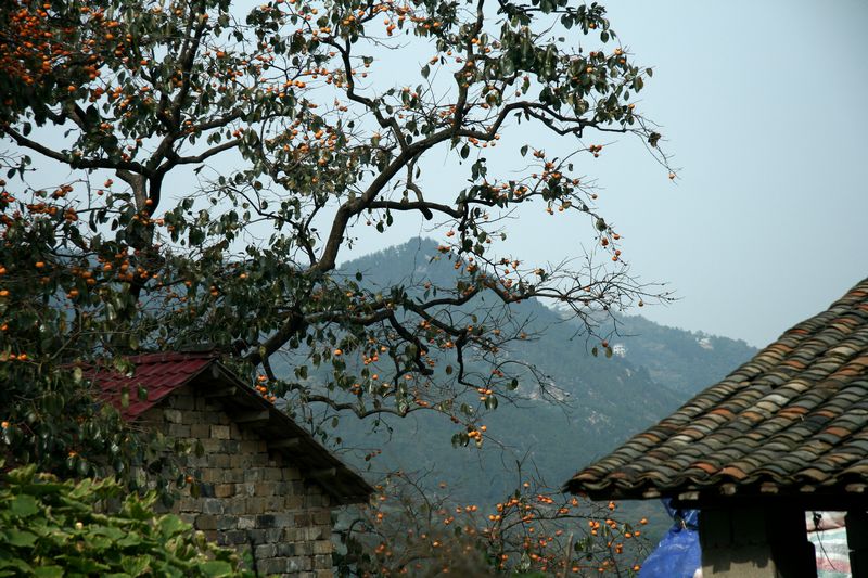 IMG_8265xg.jpg