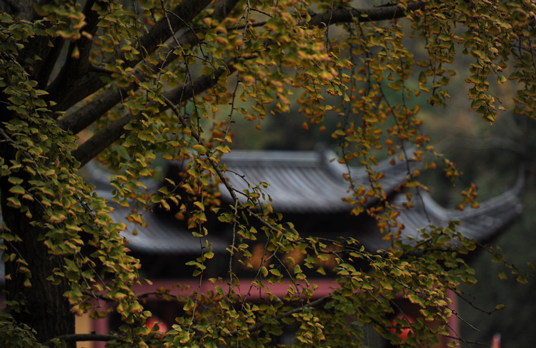 DSC_2590.jpg