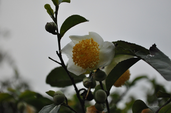 DSC_0393.JPG