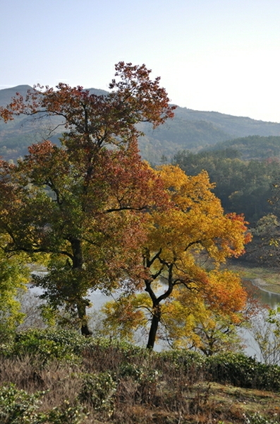 DSC_0435.JPG