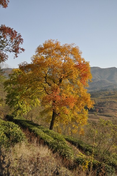 DSC_0421.JPG