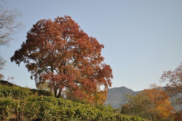 DSC_0424.JPG