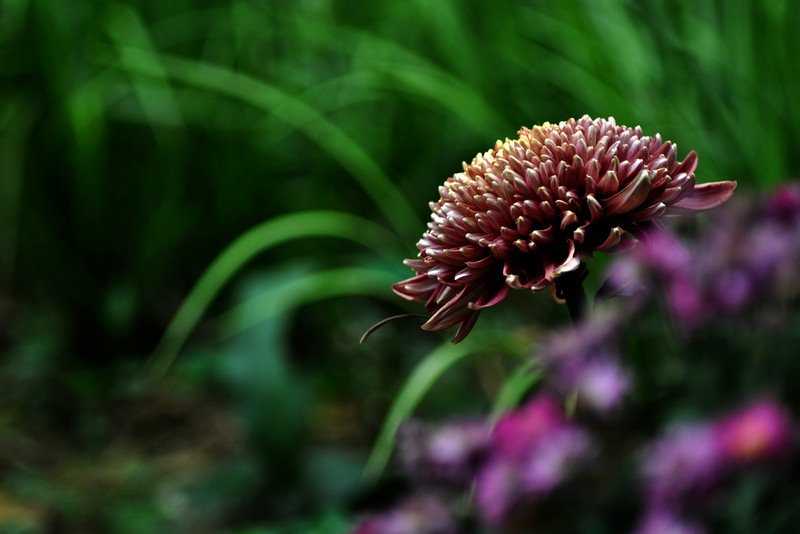 DSC_5788.jpg